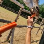 Richter Safari Park Nagykőrös - Egyéb