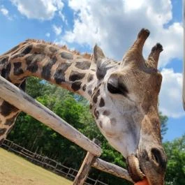 Richter Safari Park, Nagykőrös - Egyéb