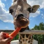 Richter Safari Park Nagykőrös - Egyéb
