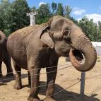 Richter Safari Park Nagykőrös - Egyéb