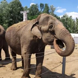 Richter Safari Park, Nagykőrös - Egyéb