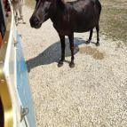 Richter Safari Park Nagykőrös - Egyéb