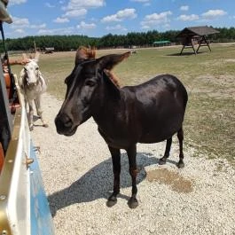 Richter Safari Park, Nagykőrös - Egyéb