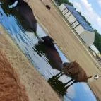 Richter Safari Park Nagykőrös - Egyéb