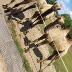 Richter Safari Park Nagykőrös - Egyéb