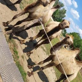 Richter Safari Park, Nagykőrös - Egyéb