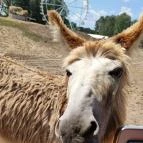 Richter Safari Park Nagykőrös - Egyéb