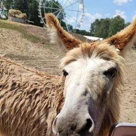 Richter Safari Park, Nagykőrös - Egyéb