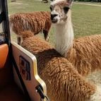 Richter Safari Park Nagykőrös - Egyéb