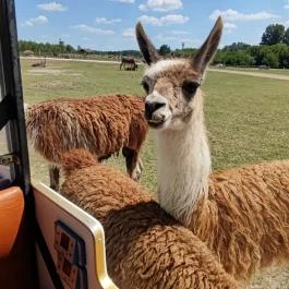 Richter Safari Park, Nagykőrös - Egyéb