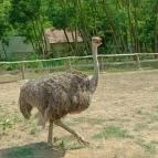 Richter Safari Park Nagykőrös - Egyéb