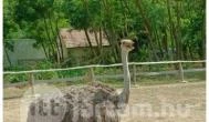 Richter Safari Park Nagykőrös - 