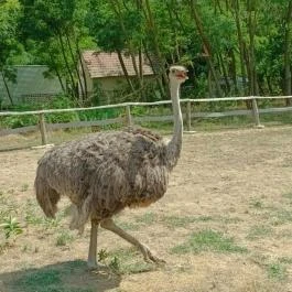 Richter Safari Park, Nagykőrös - Egyéb