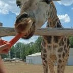 Richter Safari Park Nagykőrös - Egyéb