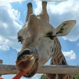 Richter Safari Park, Nagykőrös - Egyéb