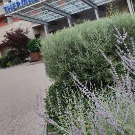 Thermal Hotel Visegrád Visegrád - Egyéb