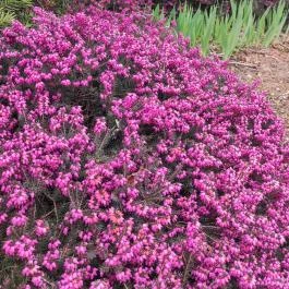 Hotel Vécsecity, Hernádvécse - Egyéb