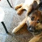 Diána Vendéglő Sopron - Egyéb