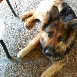 Diána Vendéglő, Sopron - Egyéb