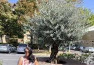 Pizzeria Mamma Napoli Zalaegerszeg