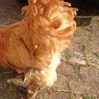 Malomkert Hotel Nagybörzsöny - Környék