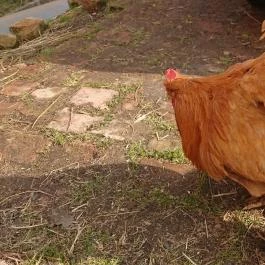 Malomkert Hotel, Nagybörzsöny - Környék