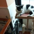 Cat Café - Damjanich utca Budapest - Belső