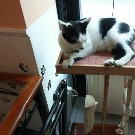 Cat Café - Damjanich utca, Budapest - Belső