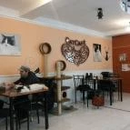 Cat Café - Damjanich utca Budapest - Belső