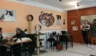 Cat Café - Damjanich utca Budapest - Belső