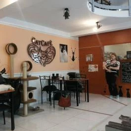 Cat Café - Damjanich utca, Budapest - Belső