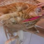 Cat Café - Damjanich utca Budapest - Egyéb