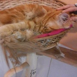 Cat Café - Damjanich utca, Budapest - Egyéb