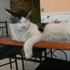 Cat Café - Damjanich utca Budapest - Egyéb