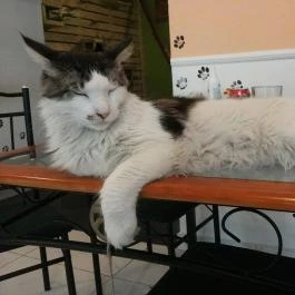 Cat Café - Damjanich utca, Budapest - Egyéb