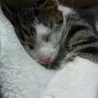 Cat Café - Damjanich utca Budapest - Egyéb