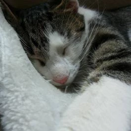 Cat Café - Damjanich utca, Budapest - Egyéb