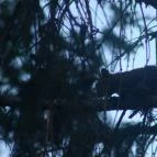 Hársfa Nyaraló Alsóörs - Környék