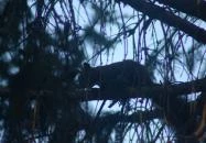 Hársfa Nyaraló Alsóörs