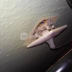 Jázmin Panzió Gyula - Egyéb