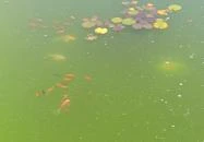 Panonest Kisörspuszta