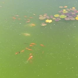 Panonest, Kisörspuszta - Egyéb