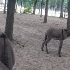 Magán Zoo Felsőlajos - 