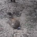 Magán Zoo Felsőlajos - 