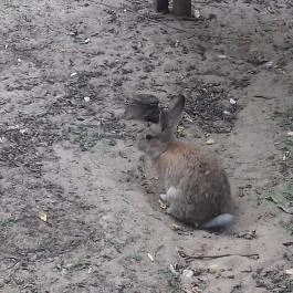 Magán Zoo, Felsőlajos - 