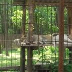 Magán Zoo Felsőlajos - 