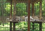 Magán Zoo Felsőlajos