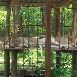 Magán Zoo, Felsőlajos - 