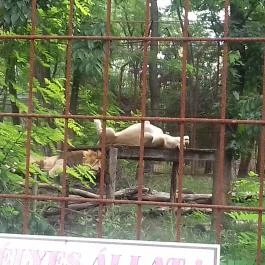 Magán Zoo, Felsőlajos - 