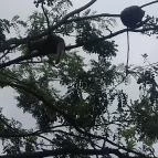 Magán Zoo Felsőlajos - 